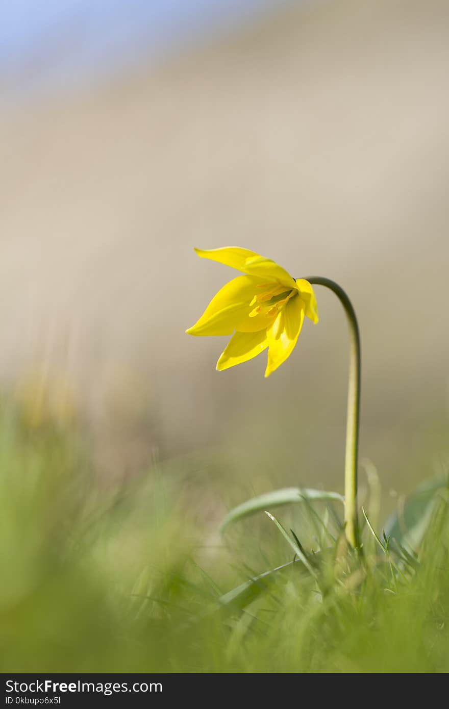 Wild tulip Biberstein spring yellow sun bright flower