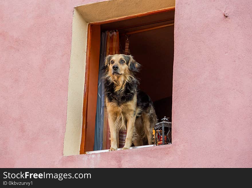 Dog on house window have situation under control. Dog on house window have situation under control