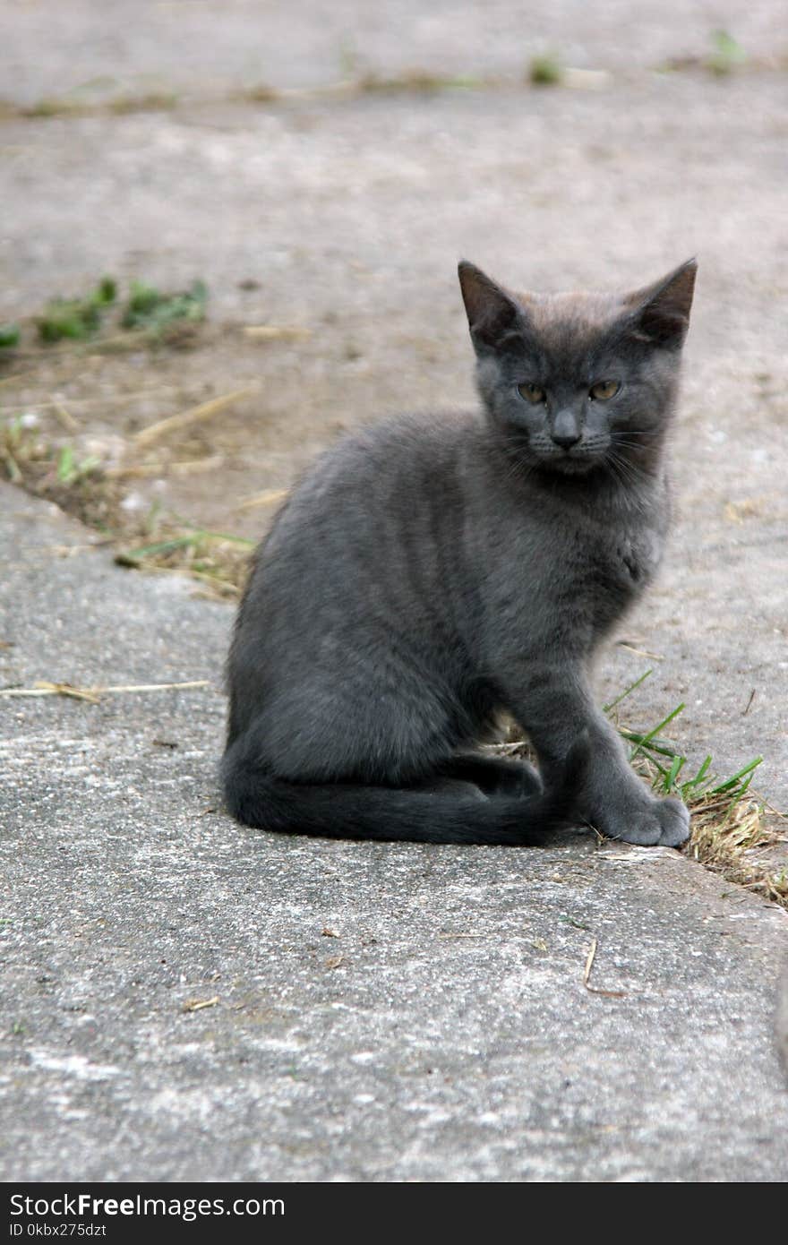 Cat, Fauna, Mammal, Small To Medium Sized Cats