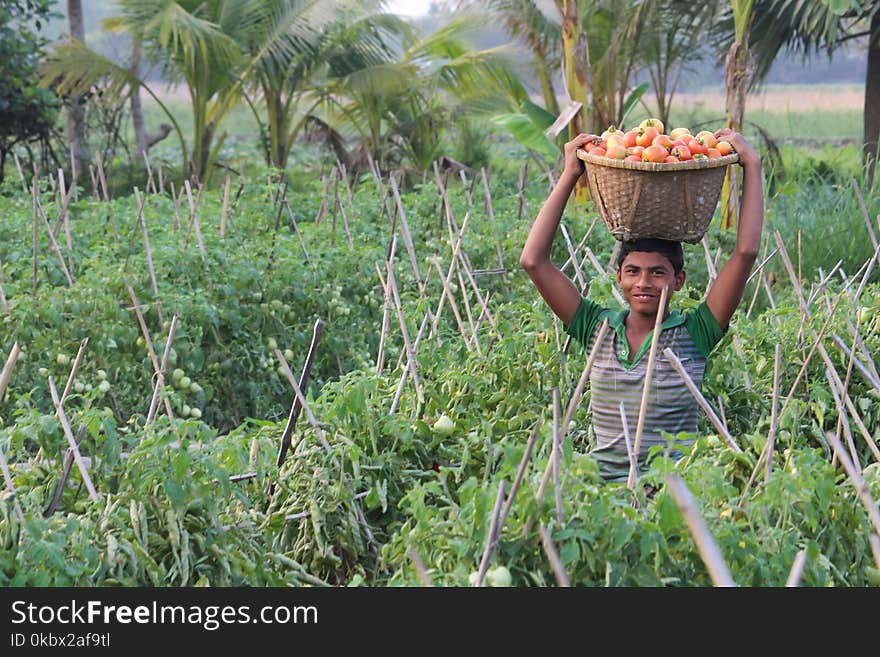 Agriculture, Plant, Crop, Vegetation