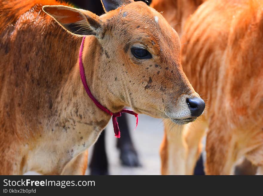 Cattle Like Mammal, Fauna, Wildlife, Snout