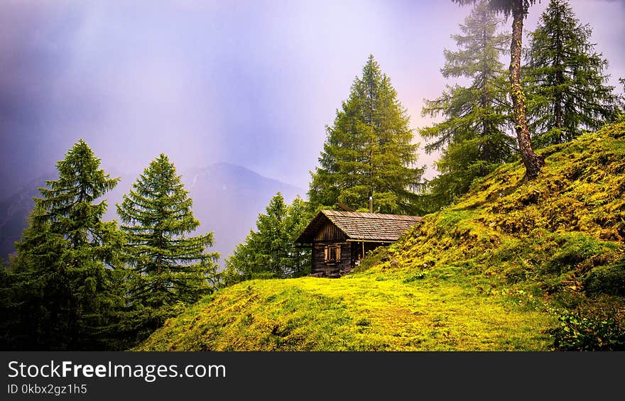 Nature, Tree, Sky, Wilderness