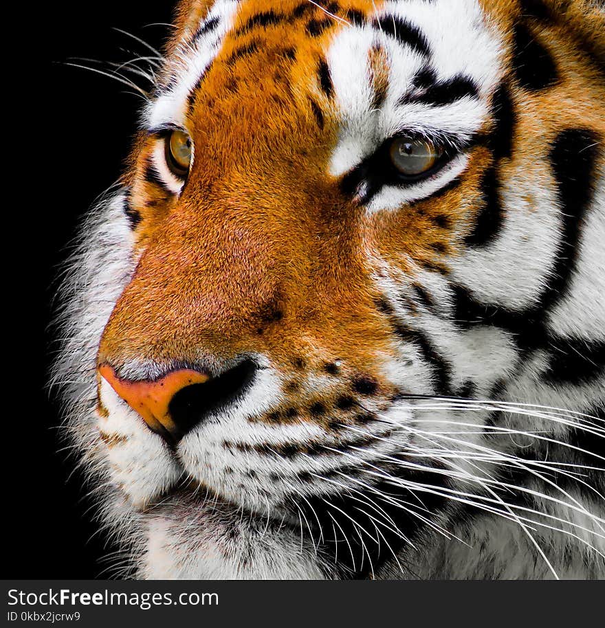 Wildlife, Tiger, Whiskers, Mammal