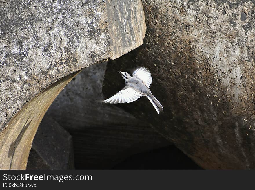 Bird, Fauna, Beak, Wing