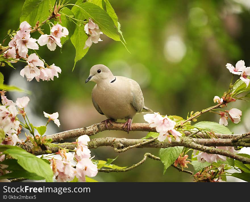 Bird, Branch, Beak, Blossom