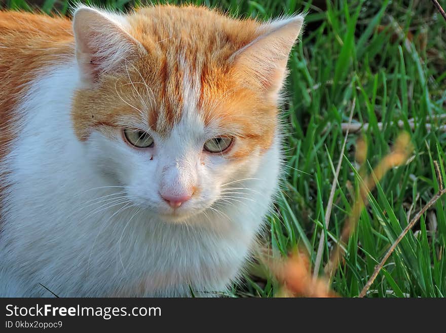 Cat, Whiskers, Fauna, Small To Medium Sized Cats