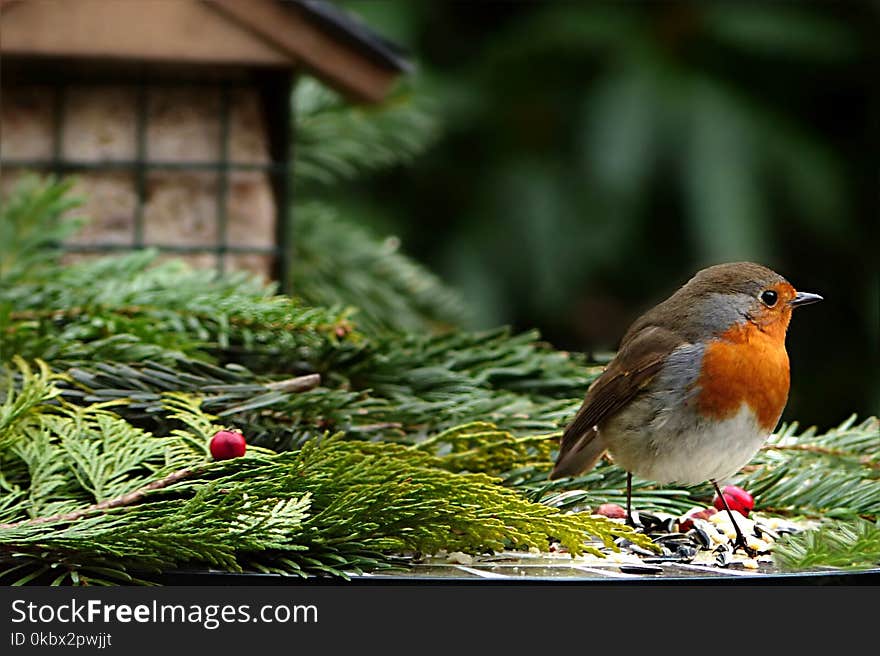 Bird, European Robin, Beak, Branch