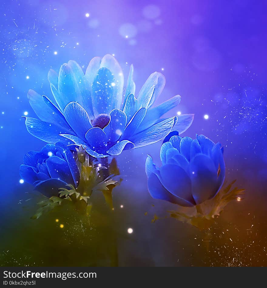 Blue, Flower, Water, Flora