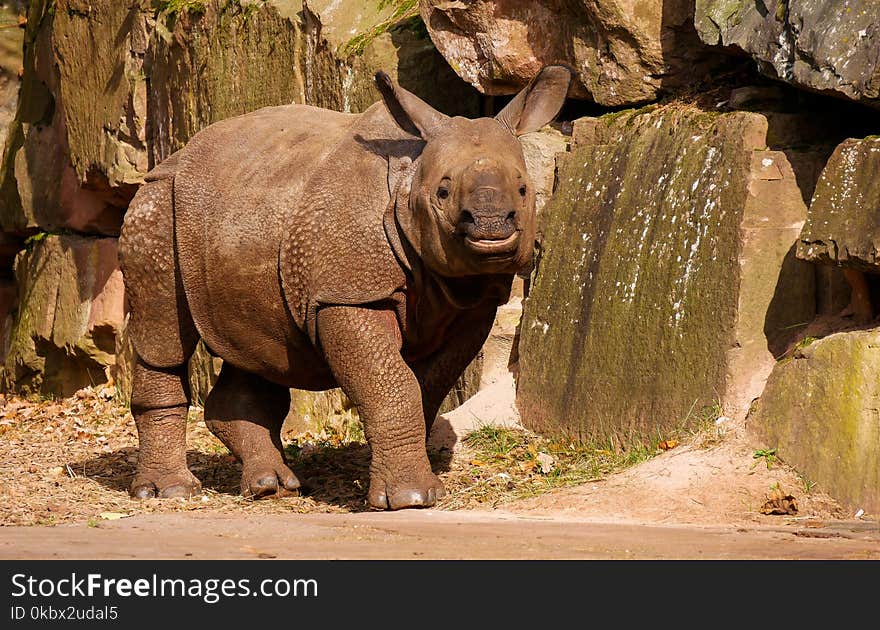 Rhinoceros, Terrestrial Animal, Mammal, Fauna