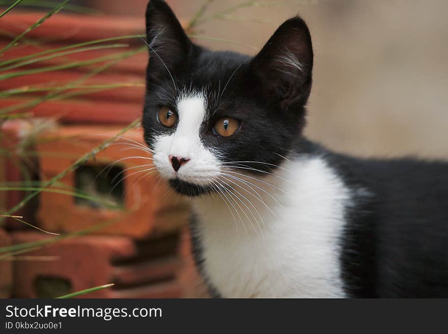 Cat, Whiskers, Fauna, Small To Medium Sized Cats