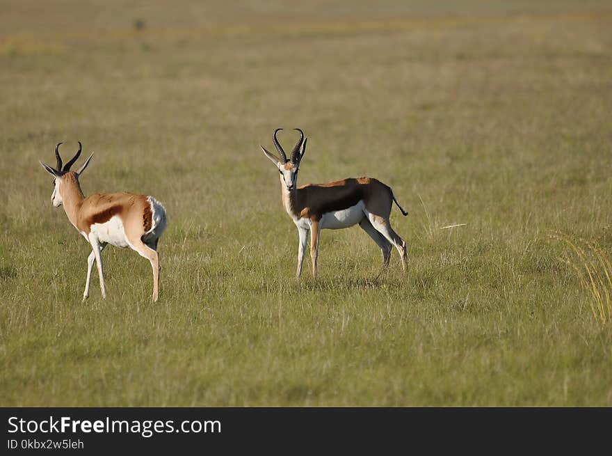 Wildlife, Grassland, Springbok, Gazelle