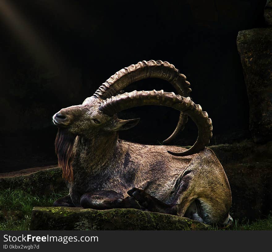 Horn, Argali, Fauna, Terrestrial Animal