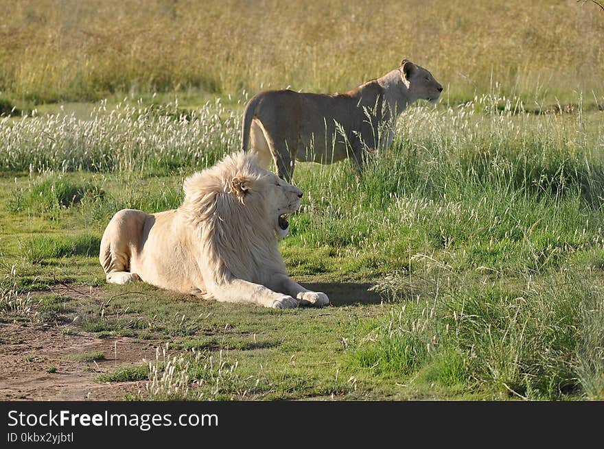 Wildlife, Lion, Grassland, Ecosystem