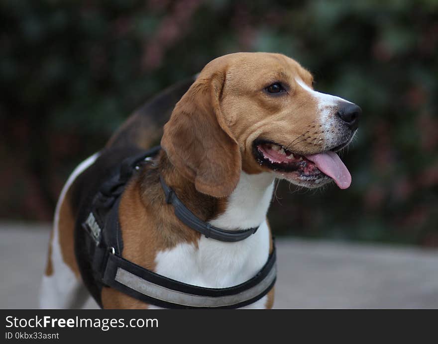 Dog, Harrier, Dog Breed, English Foxhound