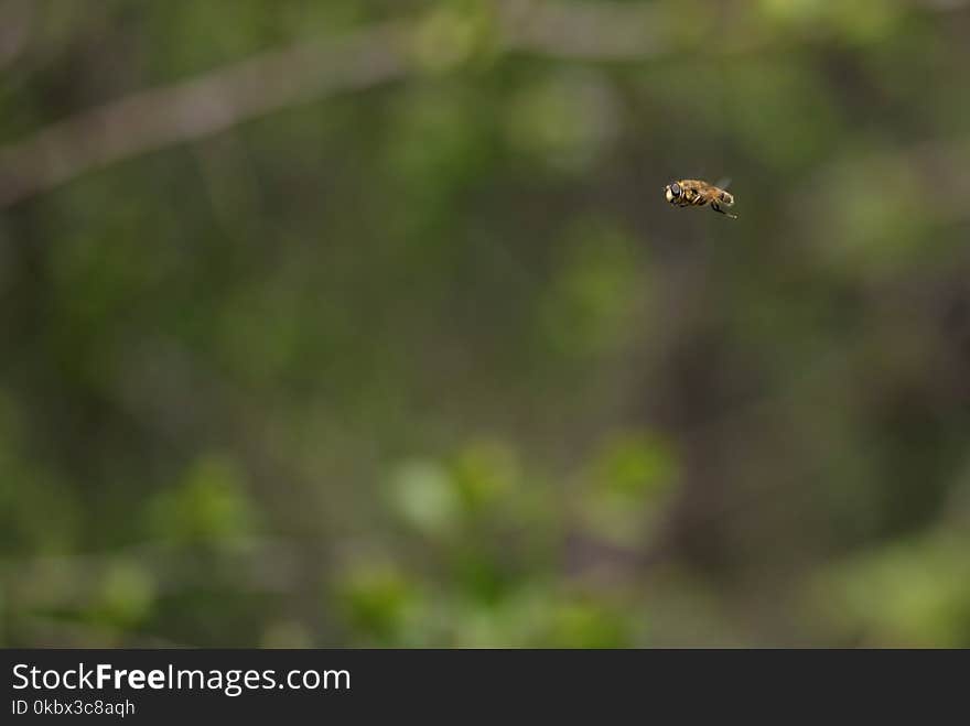 Fauna, Insect, Wildlife, Close Up