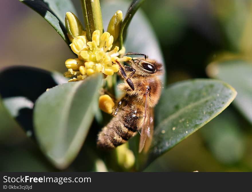 Insect, Bee, Honey Bee, Membrane Winged Insect