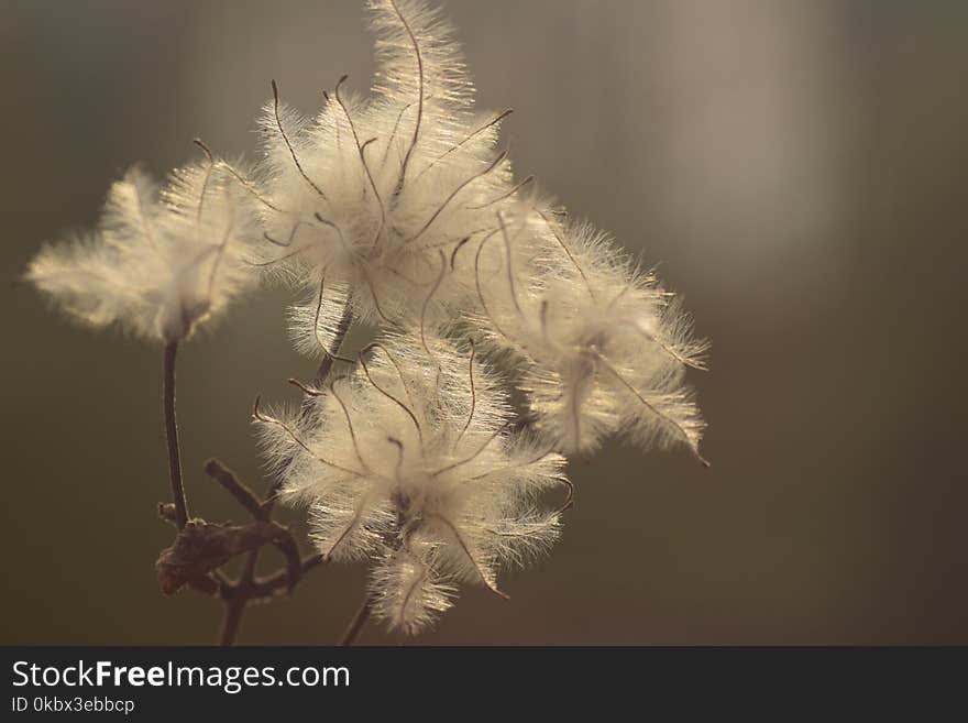 Flora, Macro Photography, Close Up, Feather