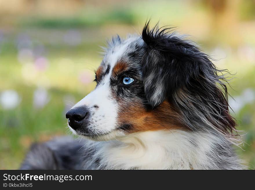 Dog, Dog Breed, Dog Like Mammal, Australian Shepherd