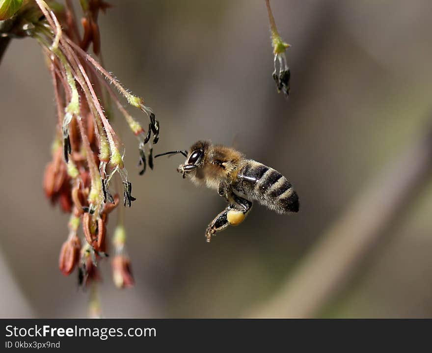 Insect, Bee, Honey Bee, Membrane Winged Insect