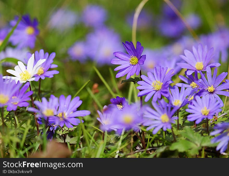 Flower, Plant, Flora, Purple