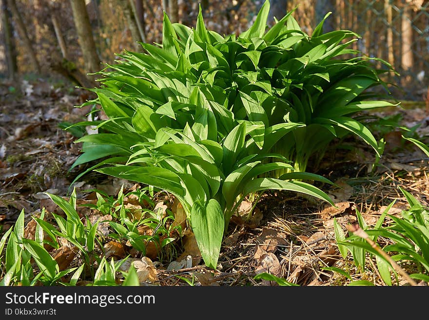 Plant, Terrestrial Plant, Herb, Tree