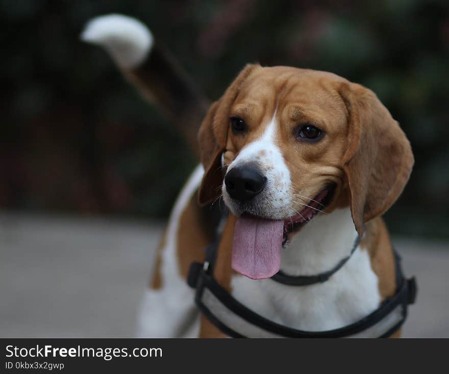 Dog, Beagle, Dog Breed, Harrier