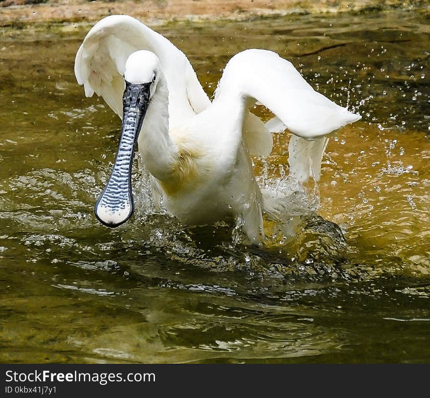 Bird, Swan, Water Bird, Fauna