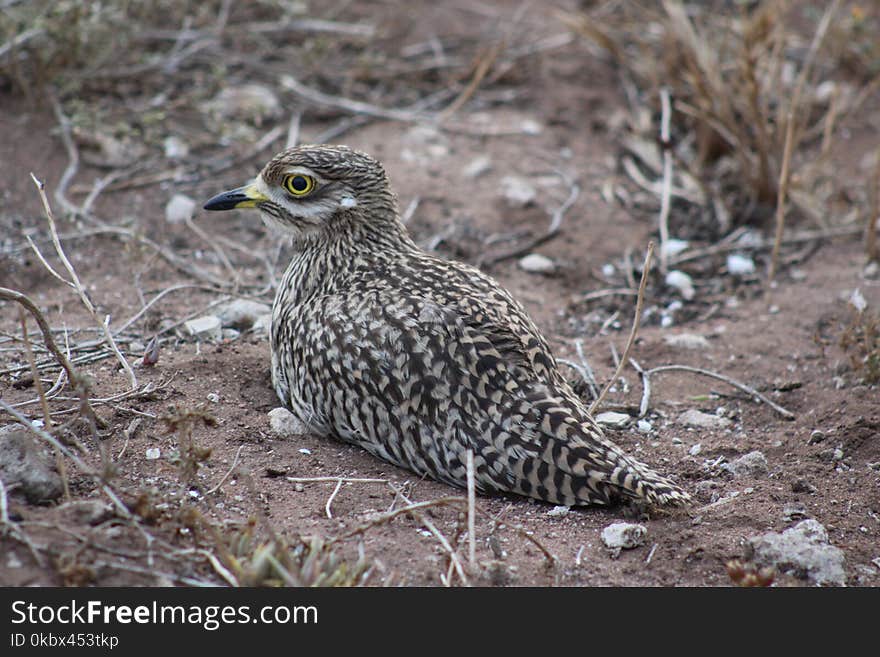 Bird, Ecosystem, Fauna, Wildlife