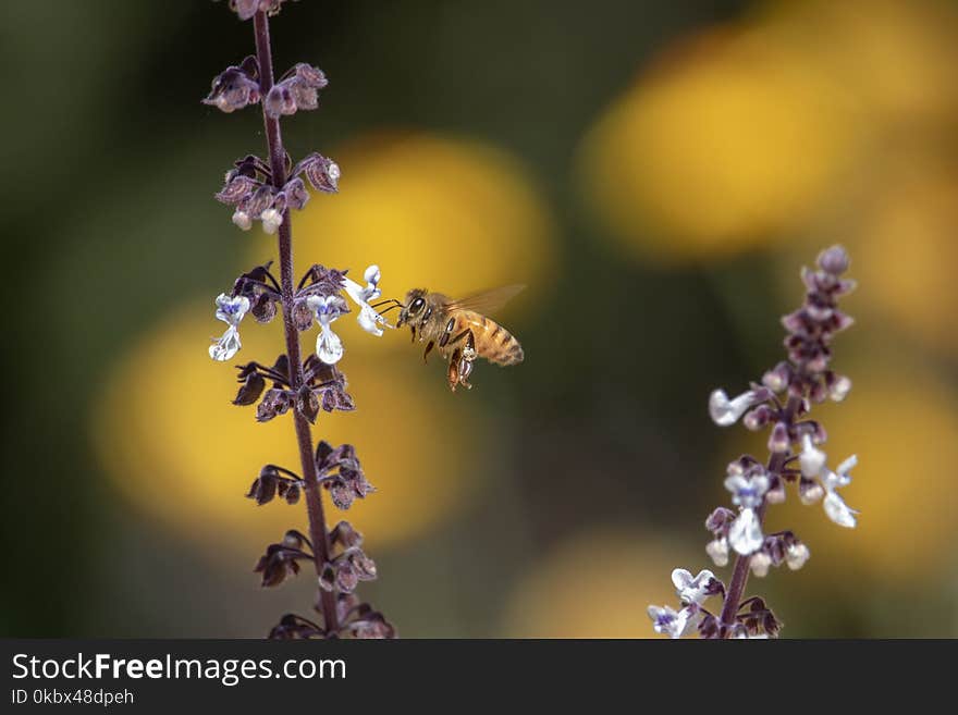 Honey Bee, Bee, Nectar, Insect