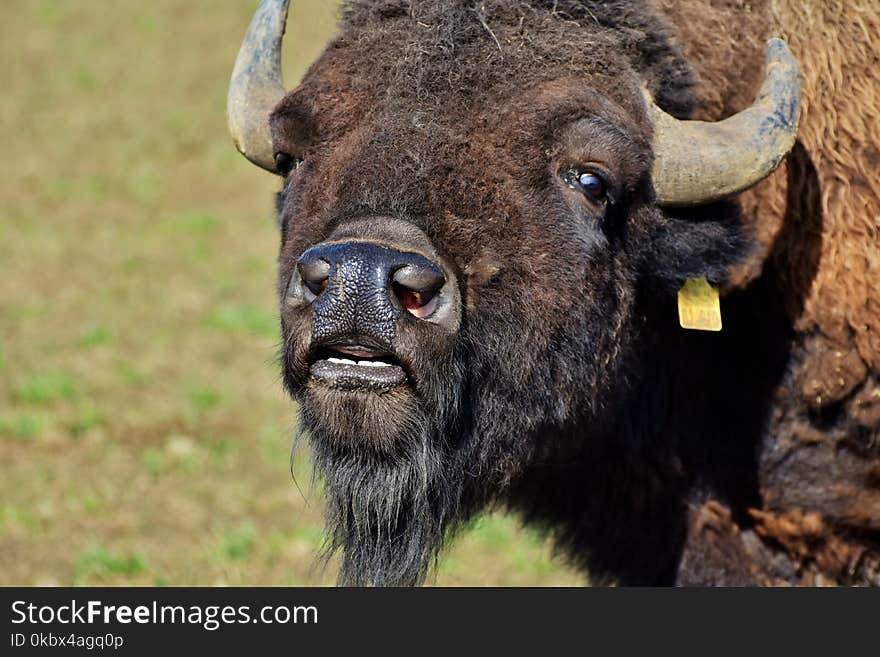 Bison, Cattle Like Mammal, Wildlife, Terrestrial Animal