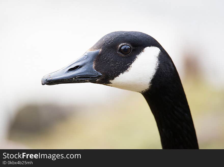 Bird, Beak, Water Bird, Fauna