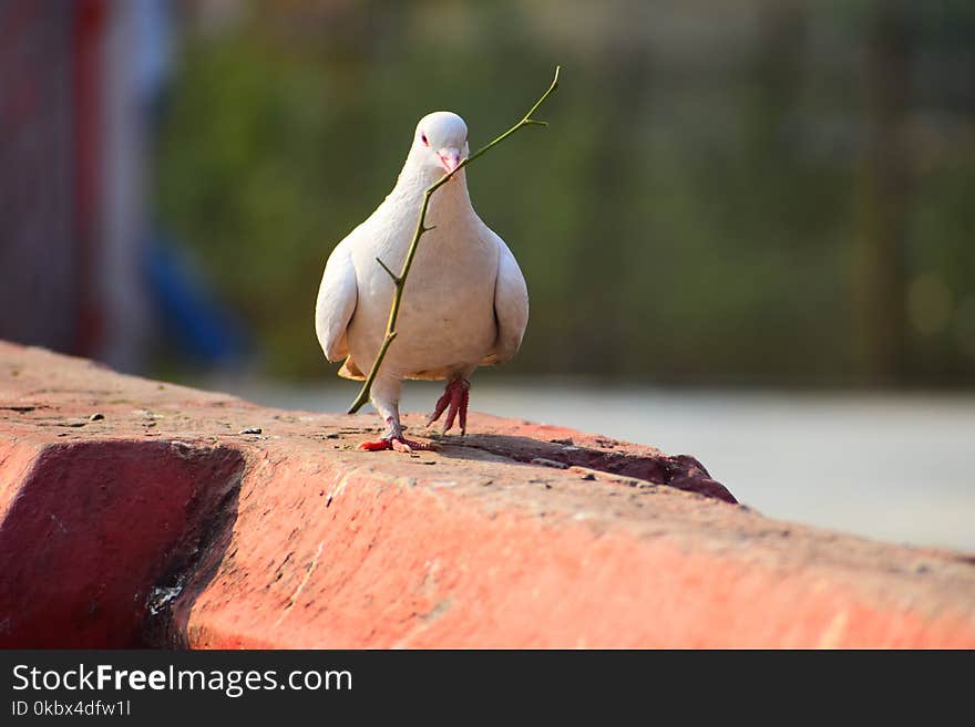 Bird, Beak, Fauna, Pigeons And Doves