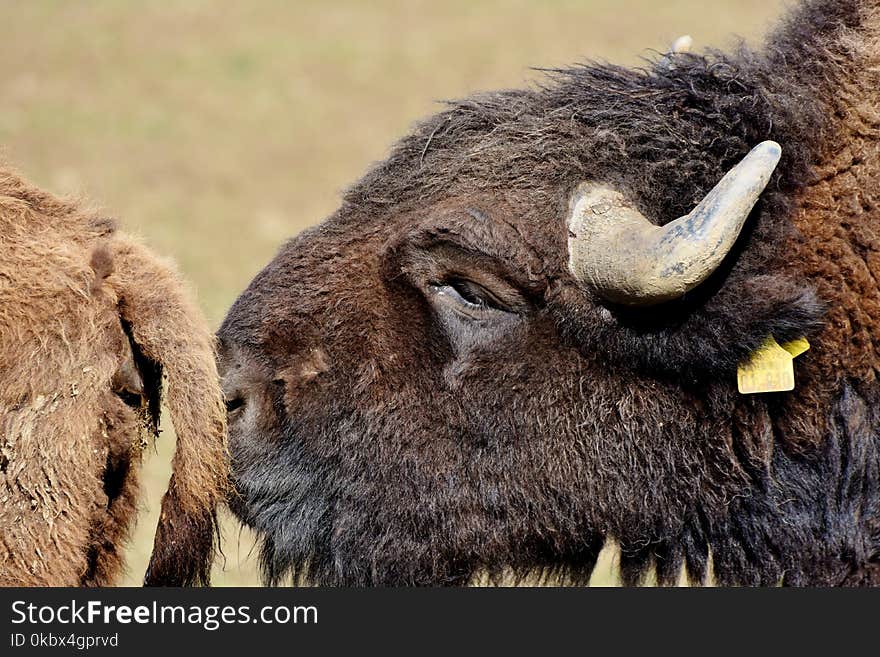 Bison, Cattle Like Mammal, Terrestrial Animal, Wildlife