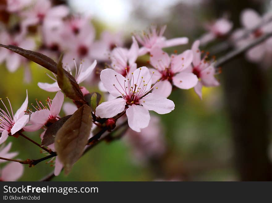 Blossom, Spring, Pink, Flower