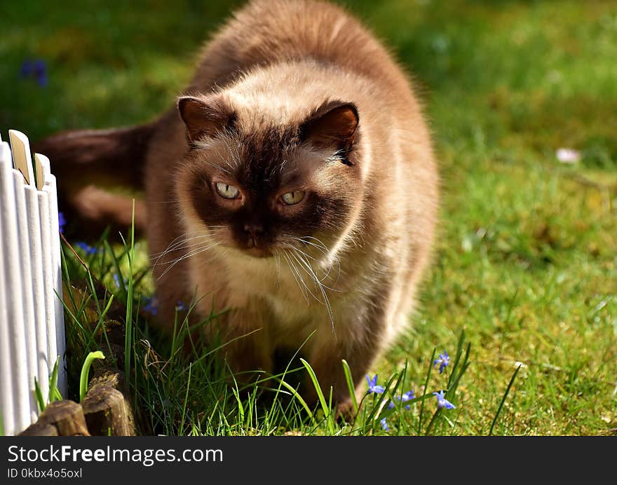 Cat, Fauna, Whiskers, Small To Medium Sized Cats