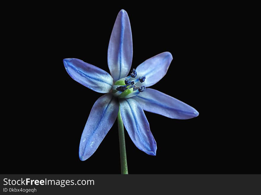 Flower, Blue, Flora, Plant