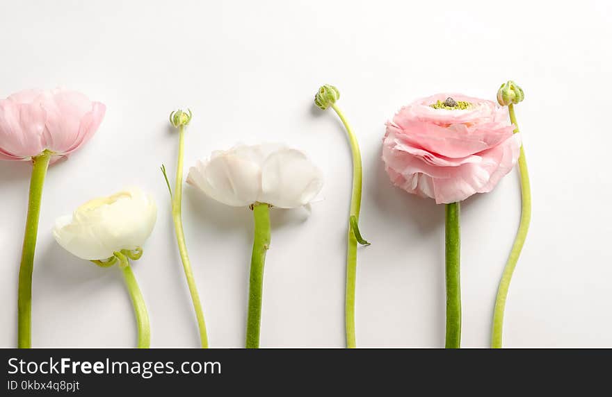 Beautiful ranunculus flowers on white background