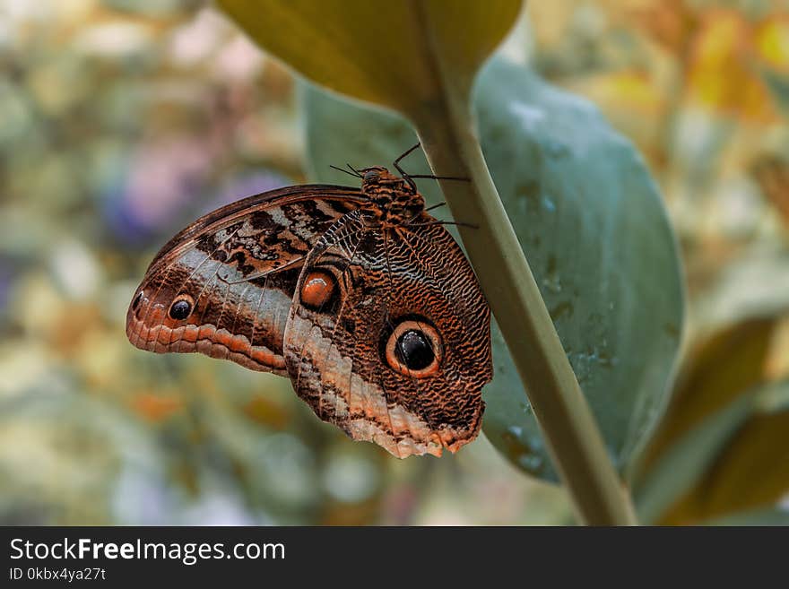 Butterfly, Moths And Butterflies, Insect, Invertebrate