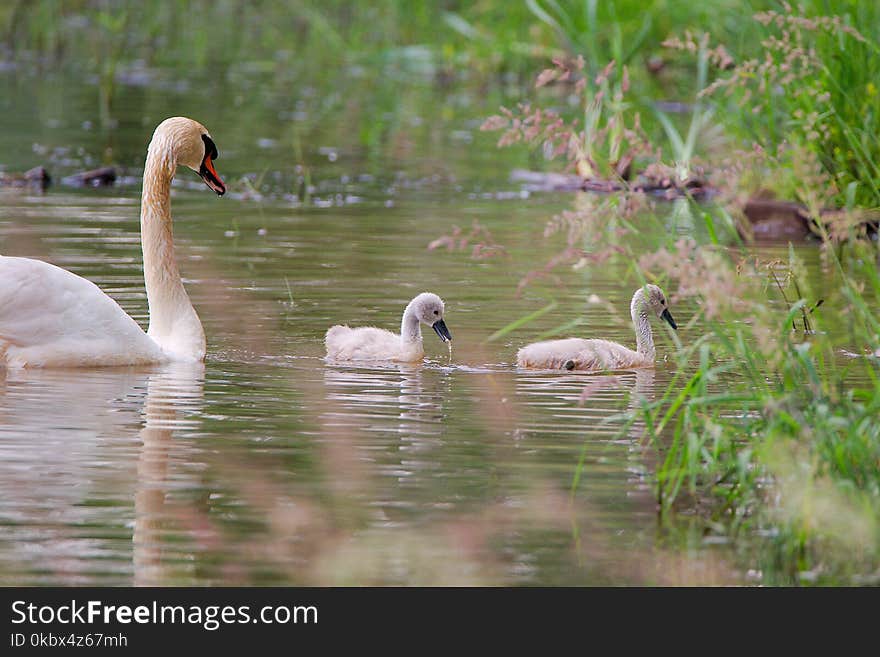 Swan, Bird, Water Bird, Ducks Geese And Swans