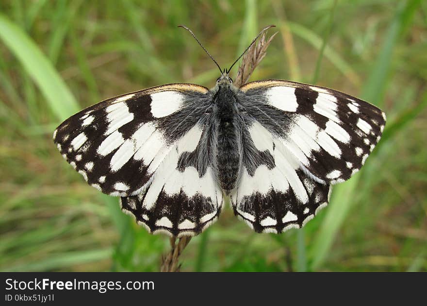 Butterfly, Moths And Butterflies, Insect, Invertebrate