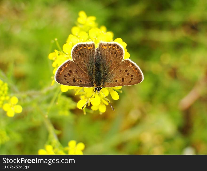 Butterfly, Moths And Butterflies, Insect, Lycaenid