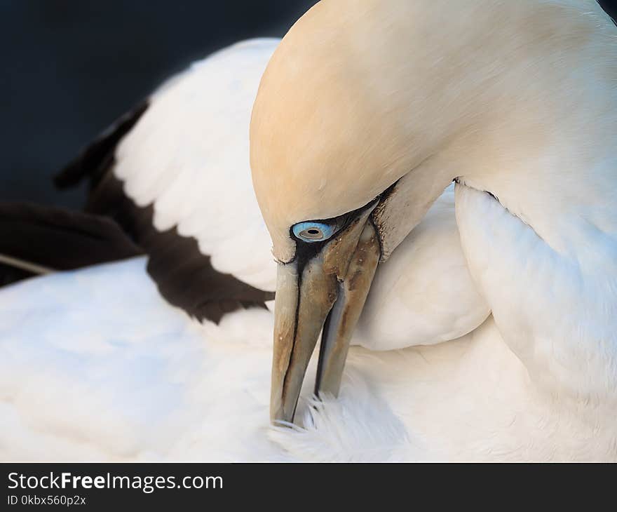 Beak, Bird, Fauna, Close Up