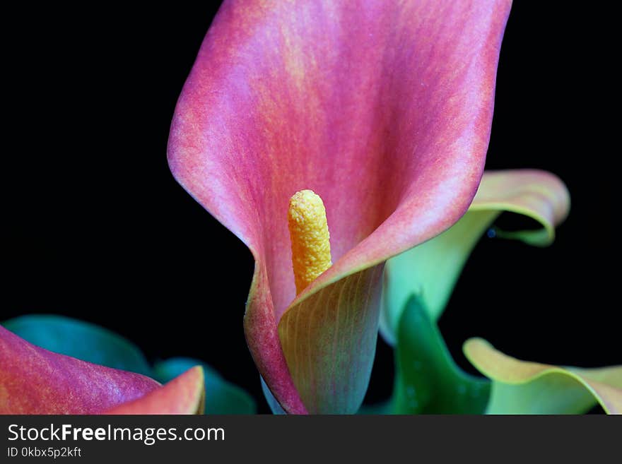 Flower, Flora, Pink, Lily