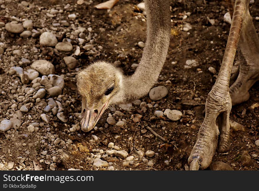 Fauna, Ratite, Bird, Beak