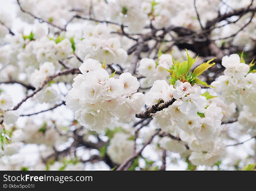 Blossom, Flower, Spring, Cherry Blossom