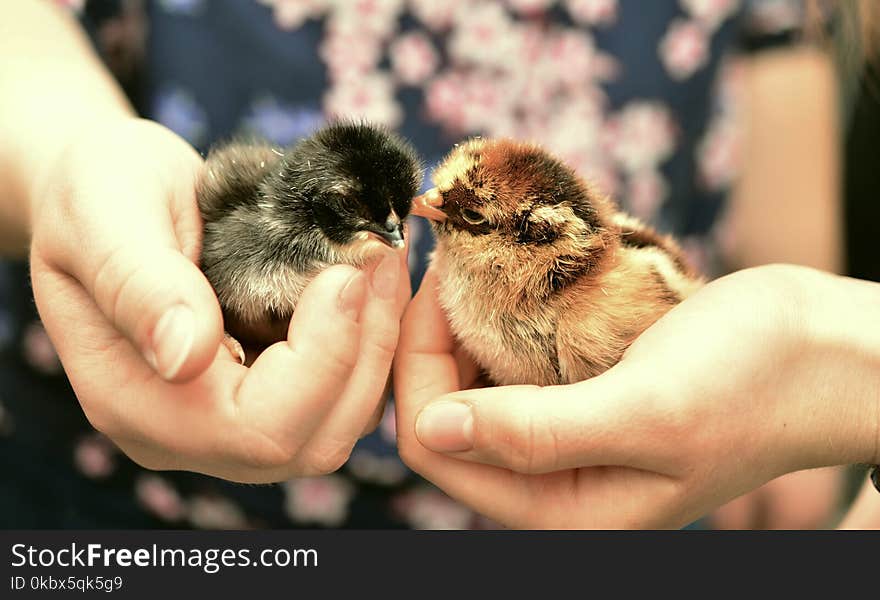 Bird, Chicken, Fauna, Galliformes