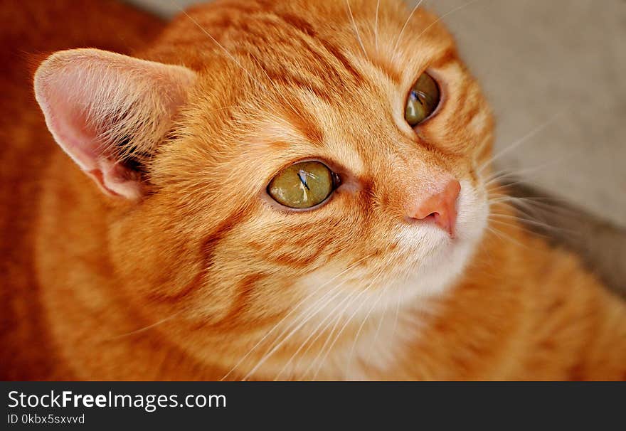 Cat, Whiskers, Face, Skin