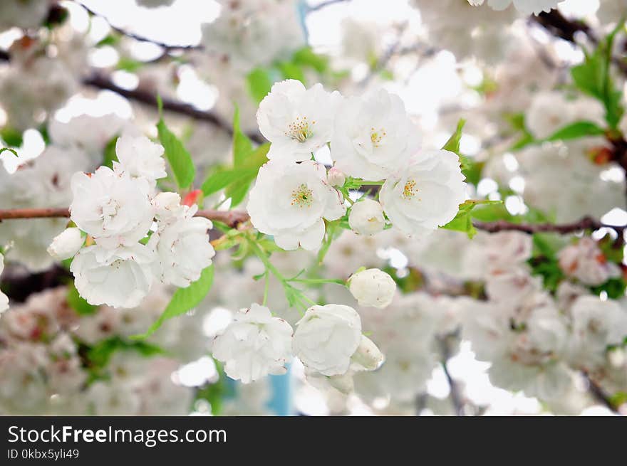 Blossom, Flower, Spring, Branch