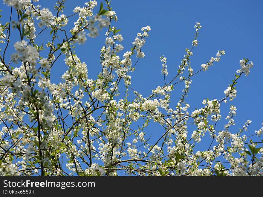 Sky, Blossom, Branch, Tree