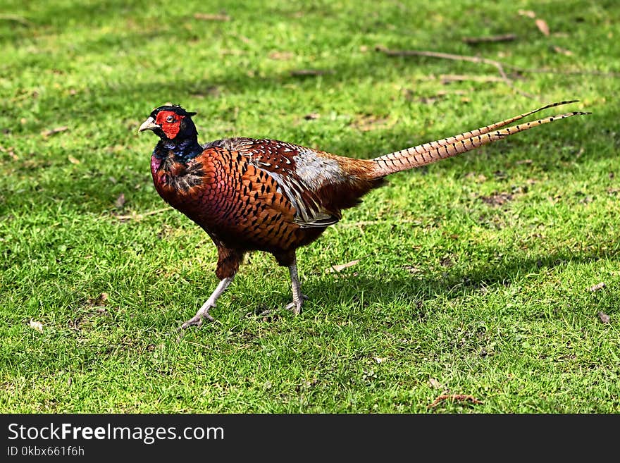 Bird, Galliformes, Pheasant, Fauna